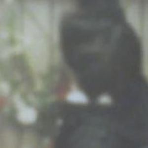 Meet your Posher, Jackson